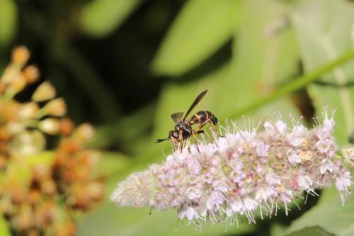 Conops strigatus